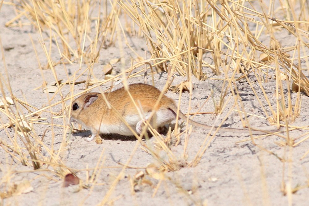 Белобрюхая Песчанка Bushveld_Gerbils