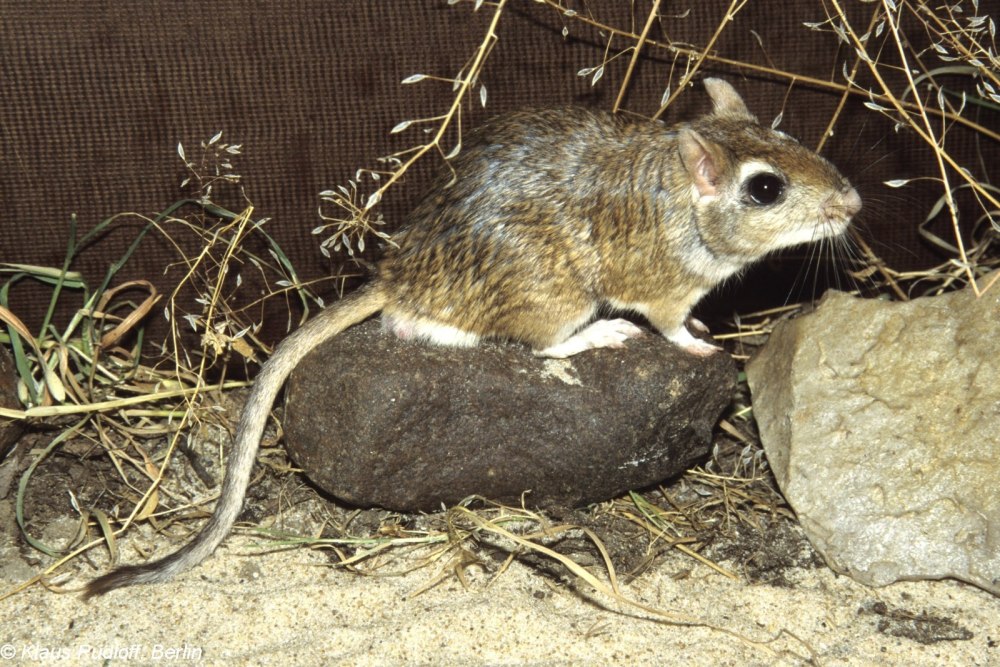 Полуденная Песчанка Meriones Meridianus