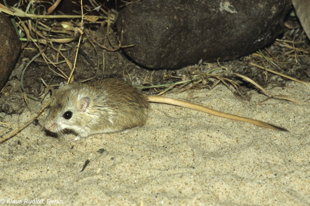Meriones Meridianus
