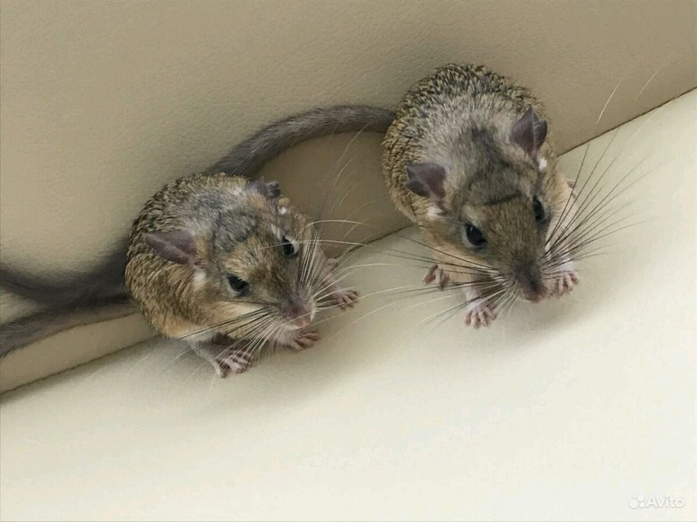 Короткоухая Песчанка