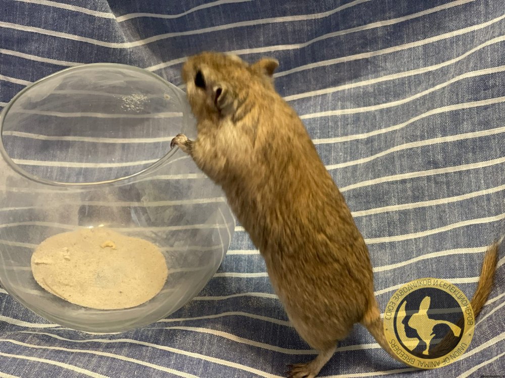 Of Mice and Sand -Revised-