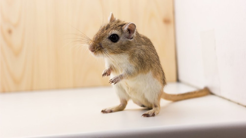 Gerbil Песчанка