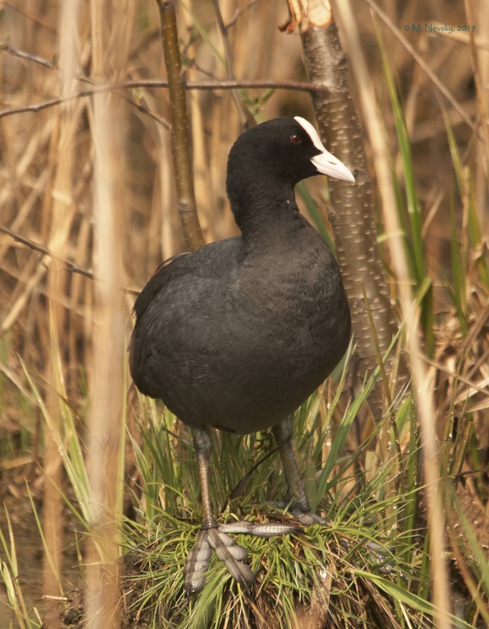 Лысуха (Fulica atra)