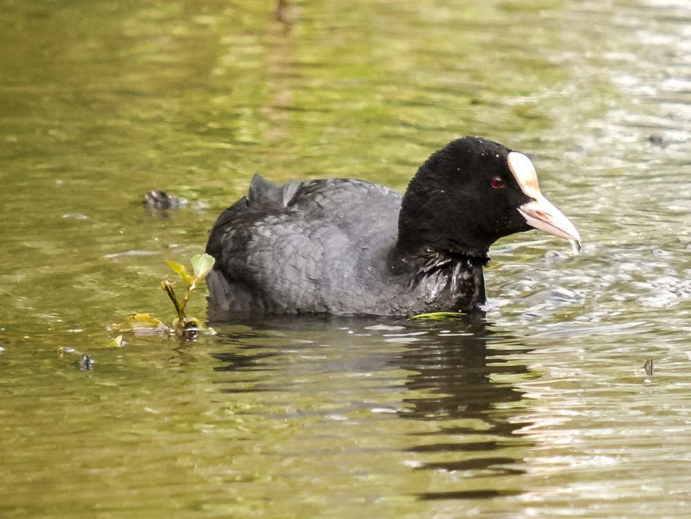 Утка водяная куропатка