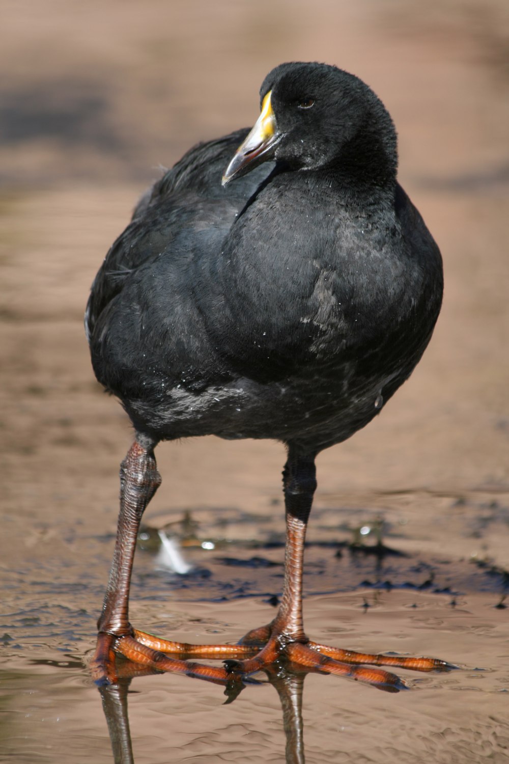 Лысуха (Fulica atra)