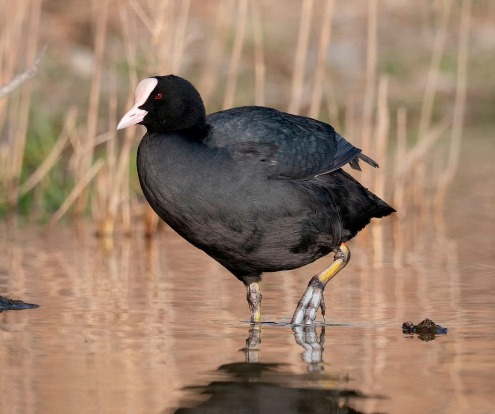 Лысуха (Fulica atra)