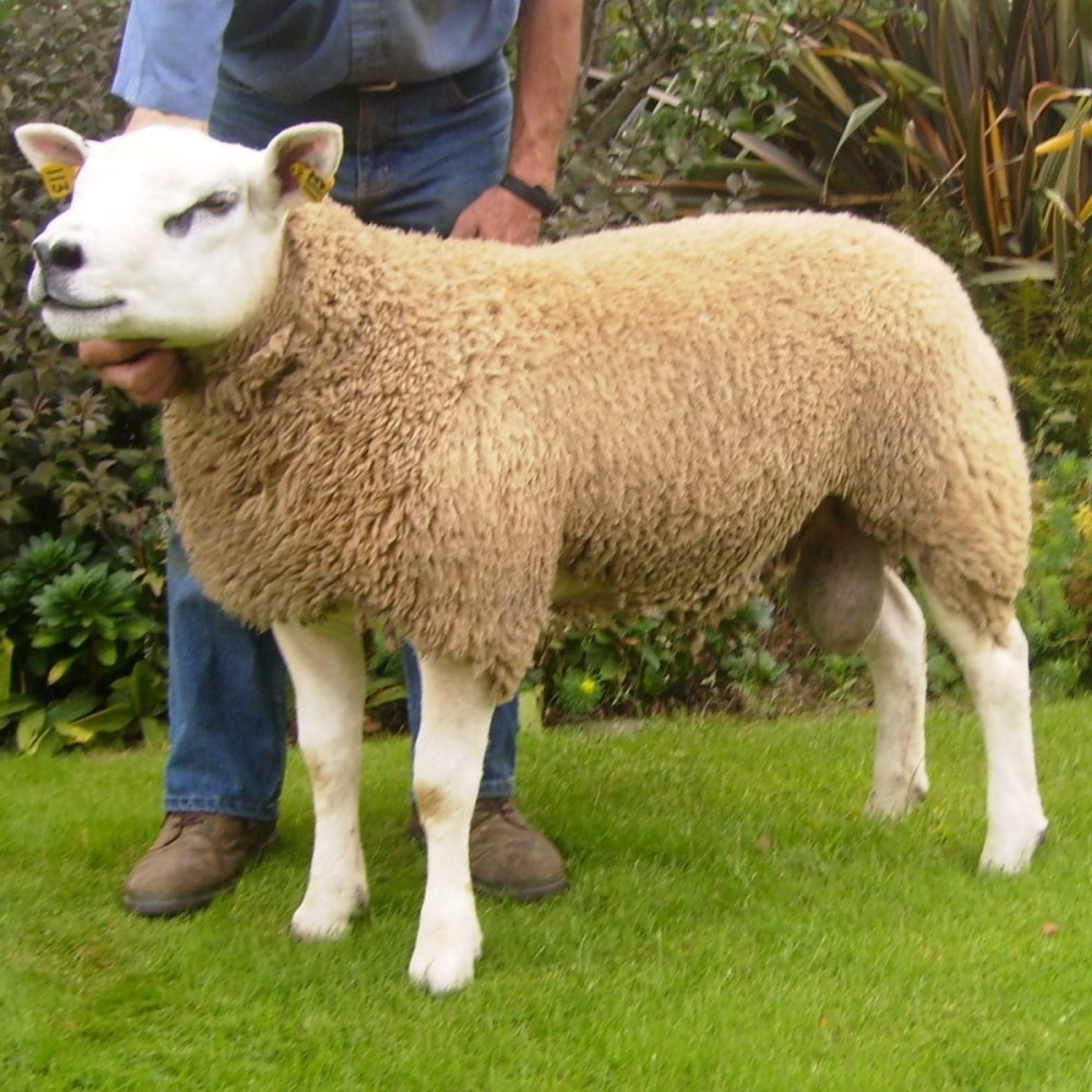 Овца рамбулье