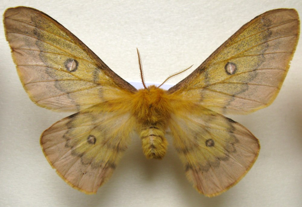 Perisomena caecigena