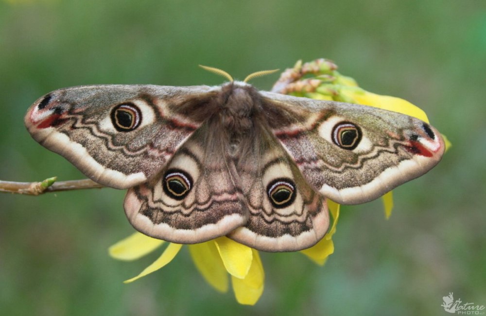 Бабочка Saturnia Pavonia