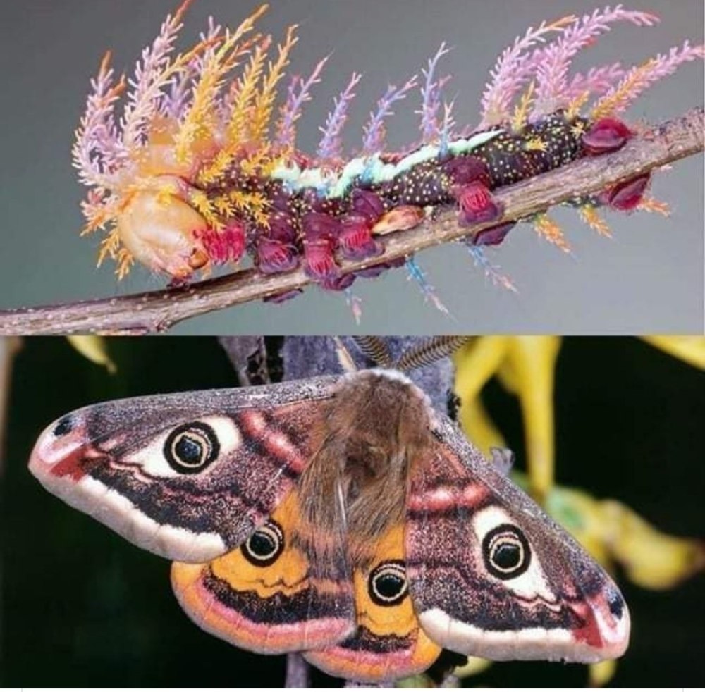Гусеница Saturniidae Moth