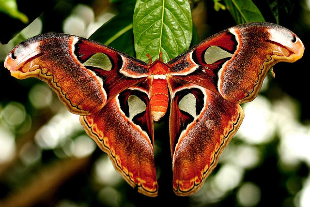 Павлиноглазка атлас Attacus Atlas