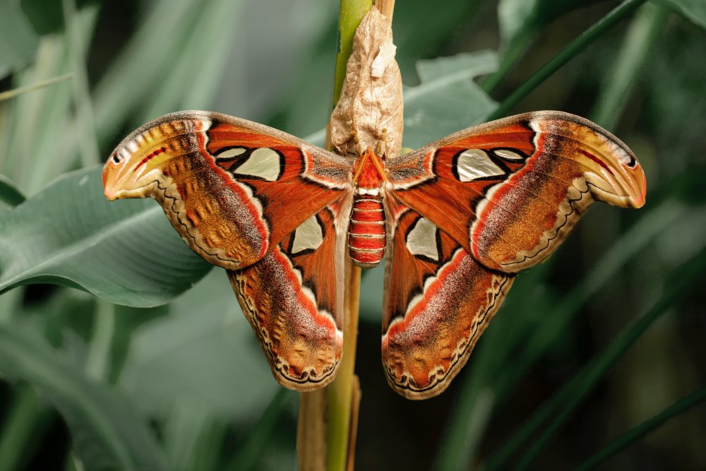 Павлиноглазка атлас Attacus Atlas