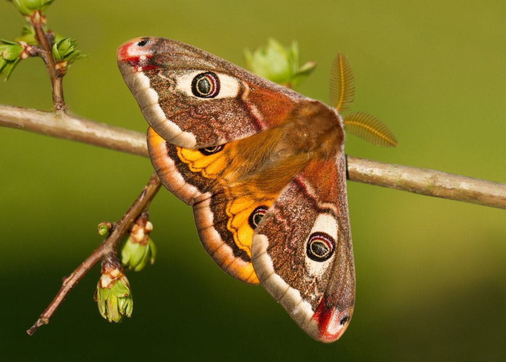 Бабочка Saturnia Pavonia