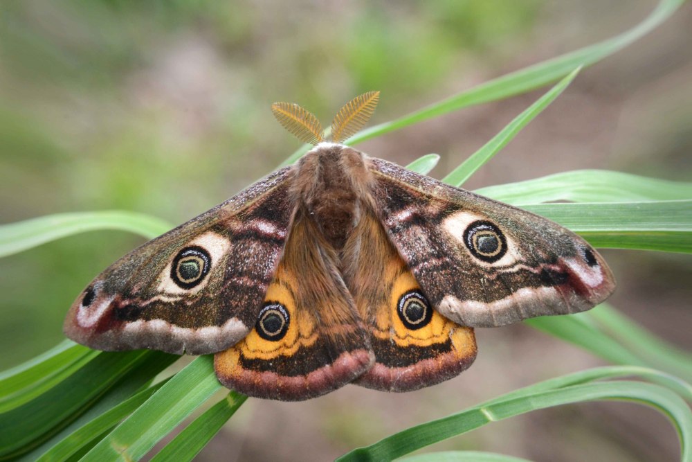 Бабочка Saturnia Pavonia
