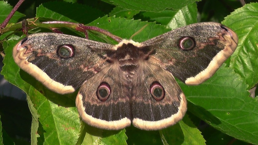 Павлиноглазка Грушевая (Saturnia pyri) гусеница