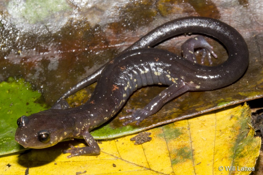 Salamander Dark Brown