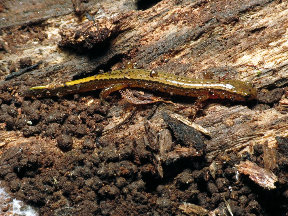 Eurycea bislineata