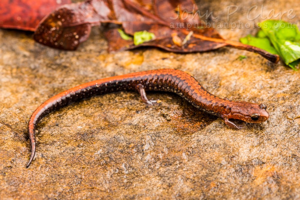 Pelekysgnathus serratus CF. Guadarramensis
