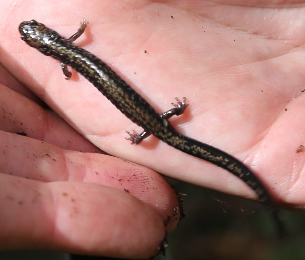 File:Peaks of Otter Salamander (48910369497) (Cropped).jpg language watch