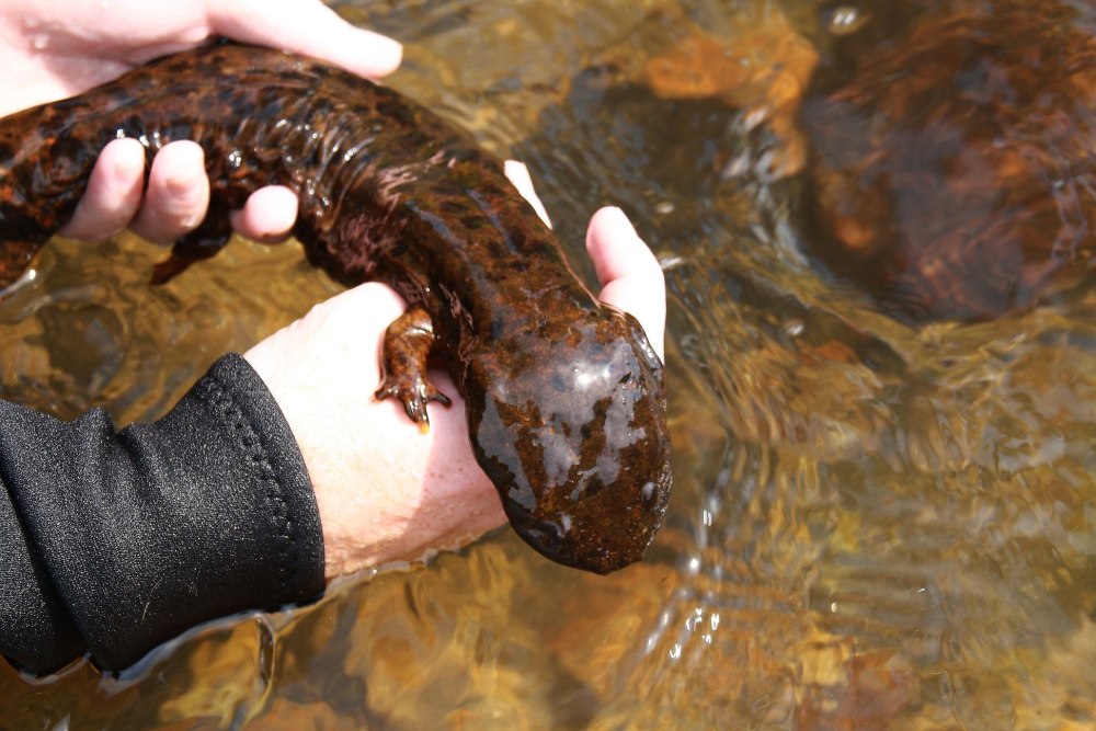 Аллеганский скрытожаберник (Cryptobranchus alleghaniensis)