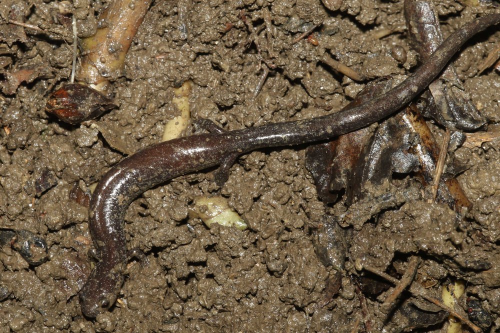 Plethodon nettingi