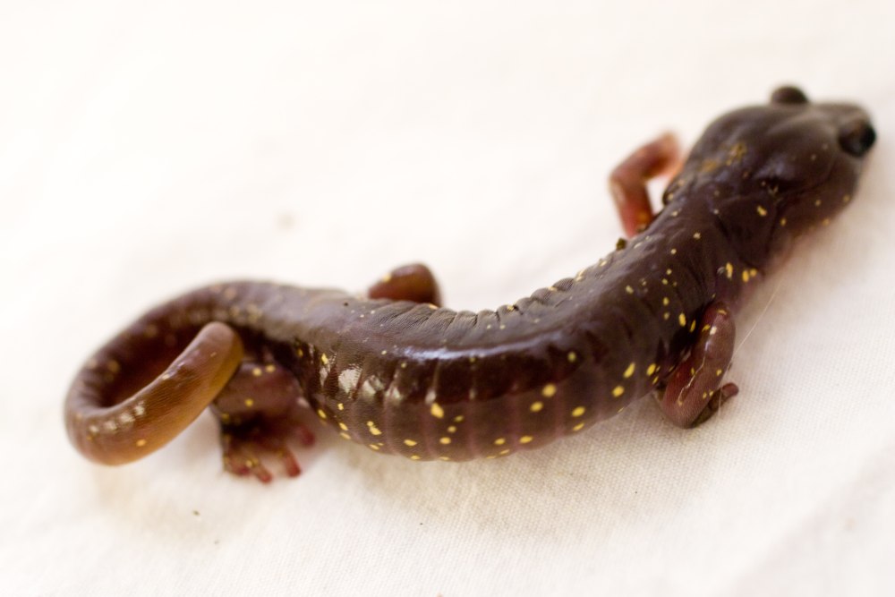 Myzobdella lugubris