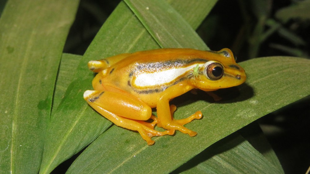 Hyperolius viridiflavus