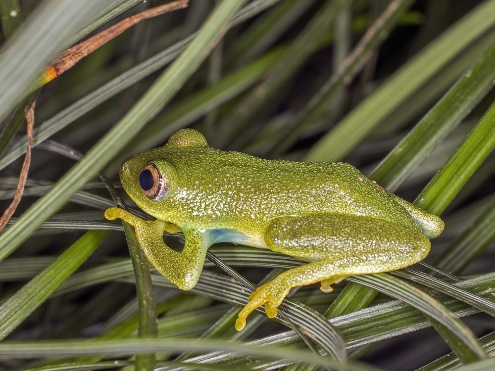 Hyperolius acuticeps