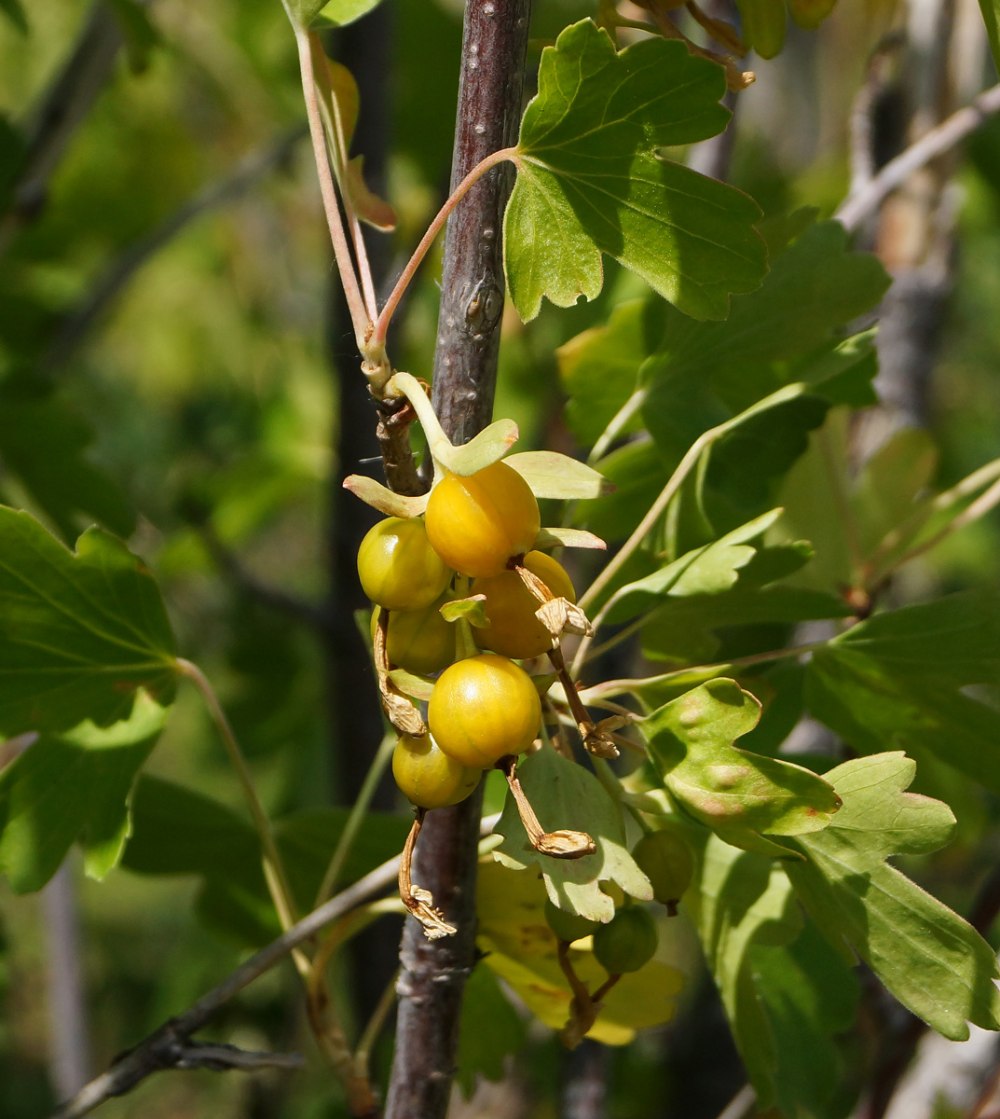 Смородина золотистая - ribes Aureum l.