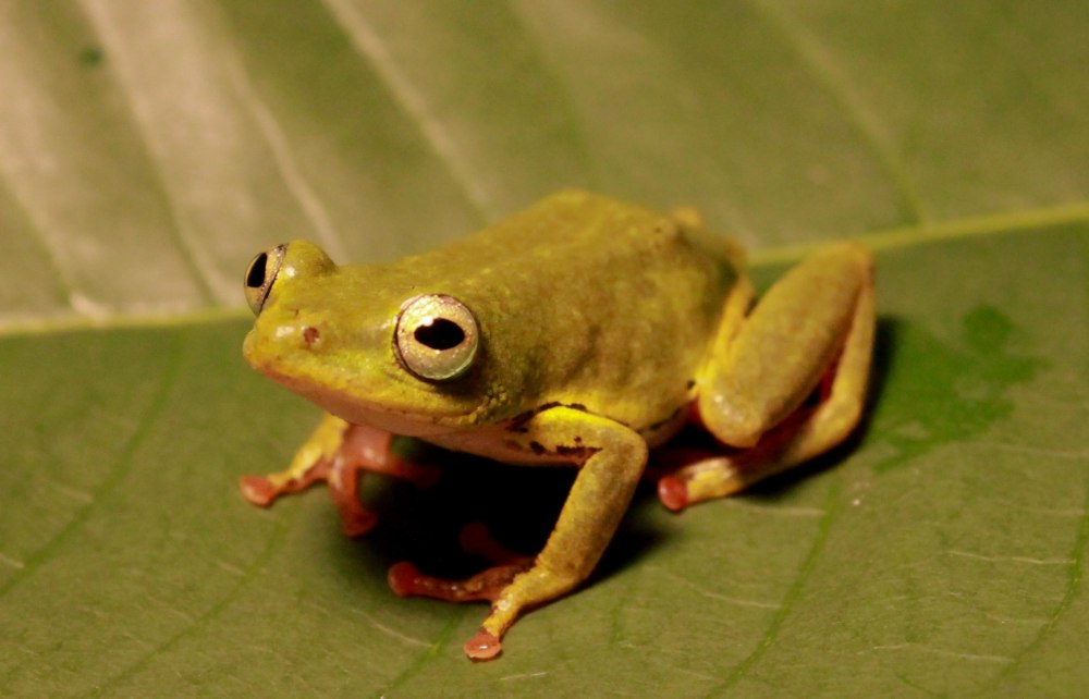 Hyperolius thomensis