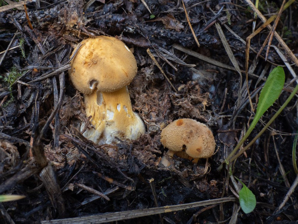 Phaeolepiota Aurea