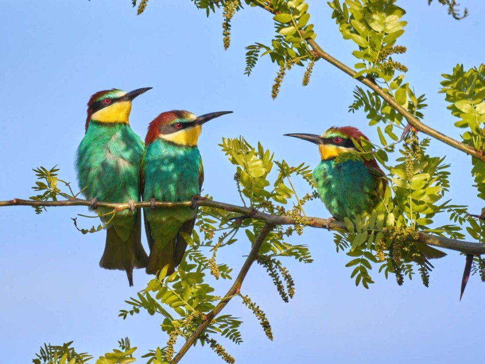 Золотистая щурка merops apiaster