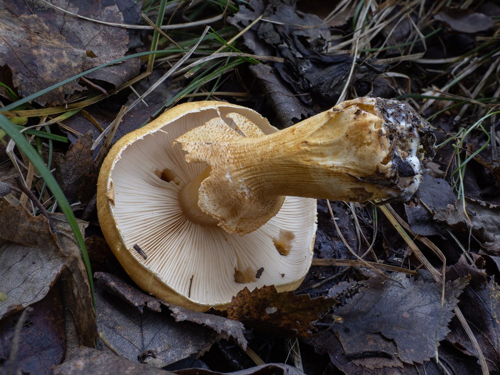 Phaeolepiota Aurea
