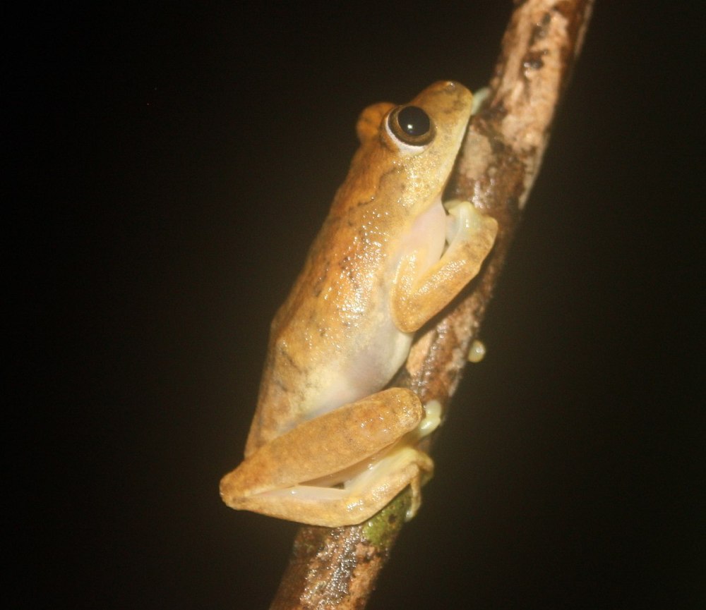 Hyperolius concolor