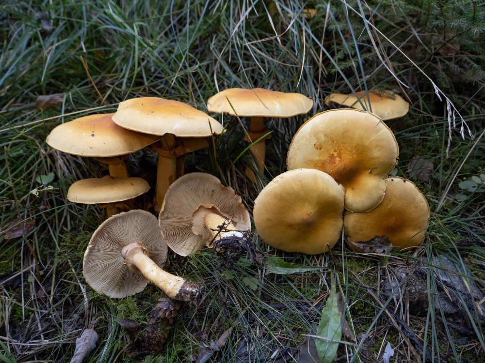 Phaeolepiota p