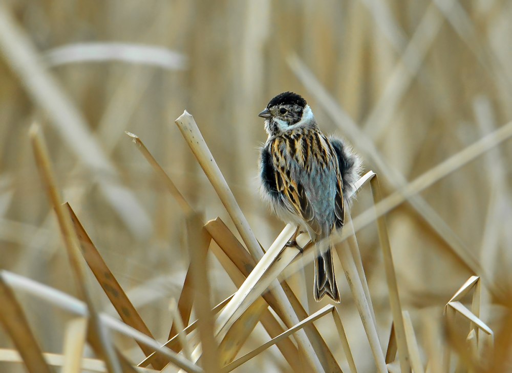 Овсянка Камышовая, или тростниковая – Emberiza schoeniclus (l., 1758)