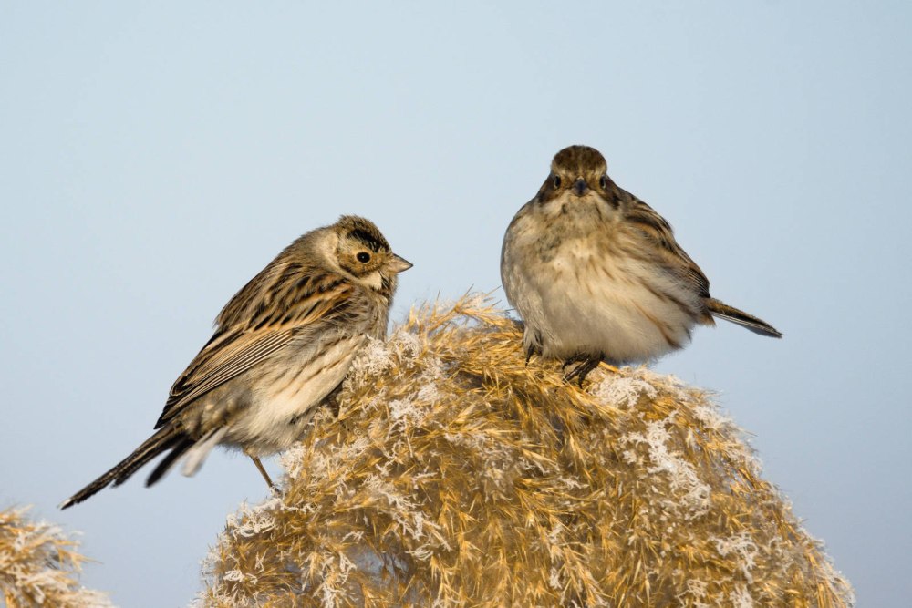 Emberiza_schoeniclus яйца