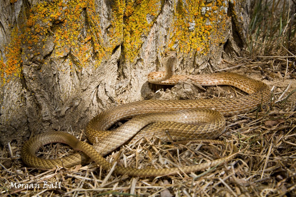 Masticophis flagellum