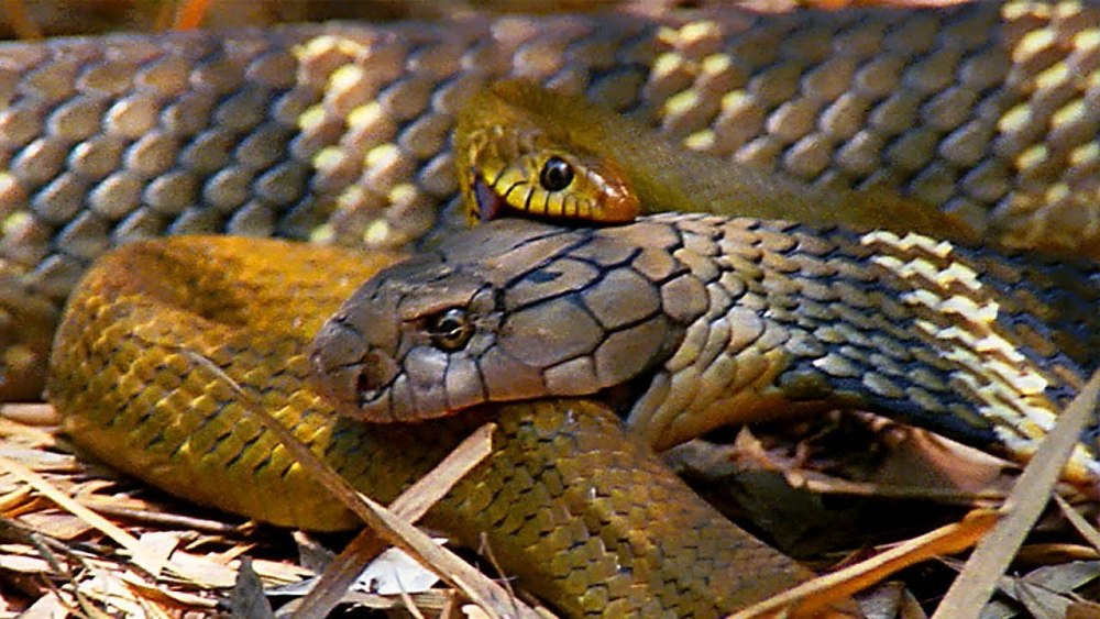 Королевская Кобра / King Cobra