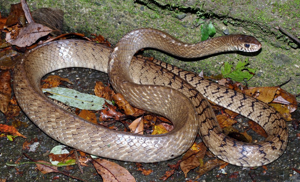 Большеглазый полоз Ptyas mucosus