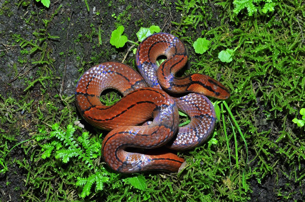 Oreocryptophis porphyraceus