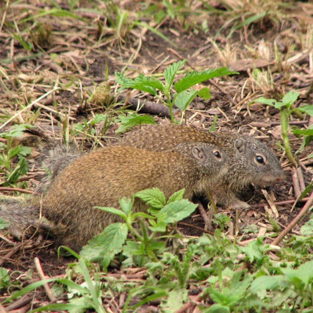 Mammals of Alberta