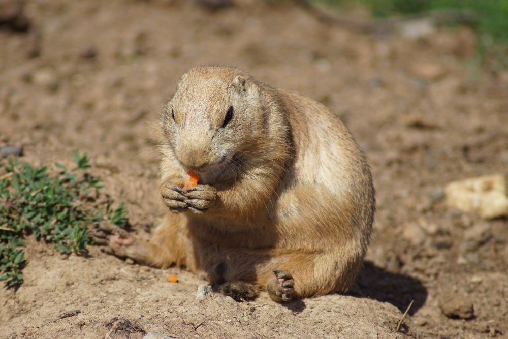 Gophers