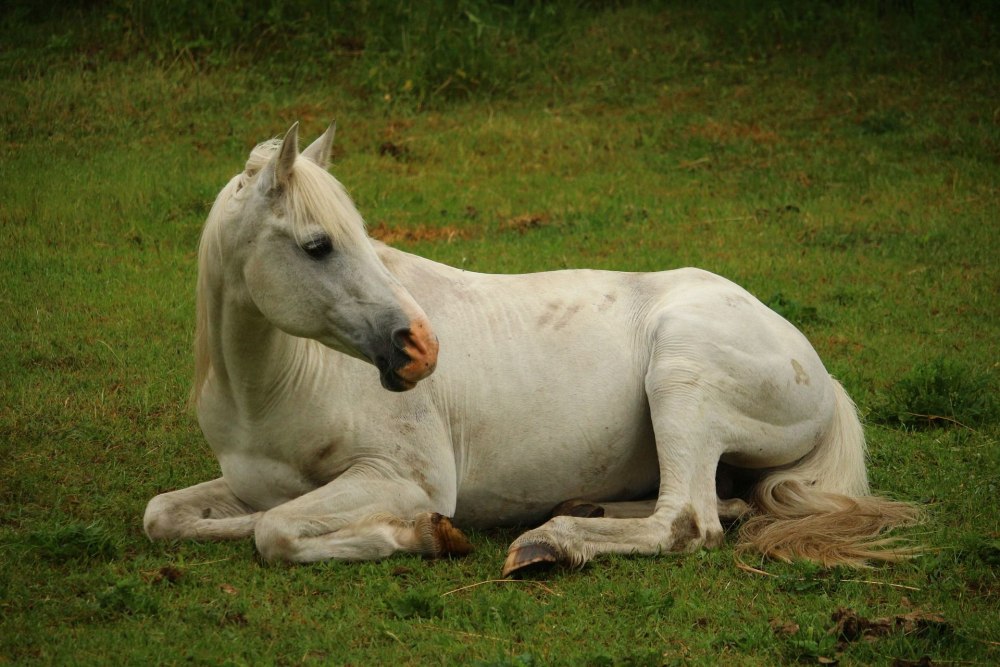 Лежачий конь