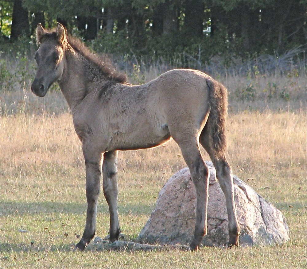 Лесной Тарпан