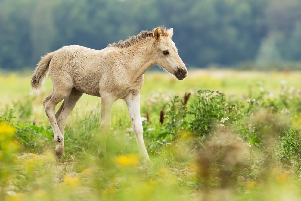 Equus caballus