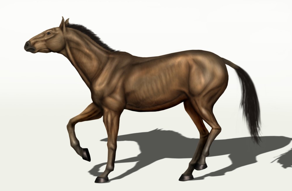 Equus curvidens
