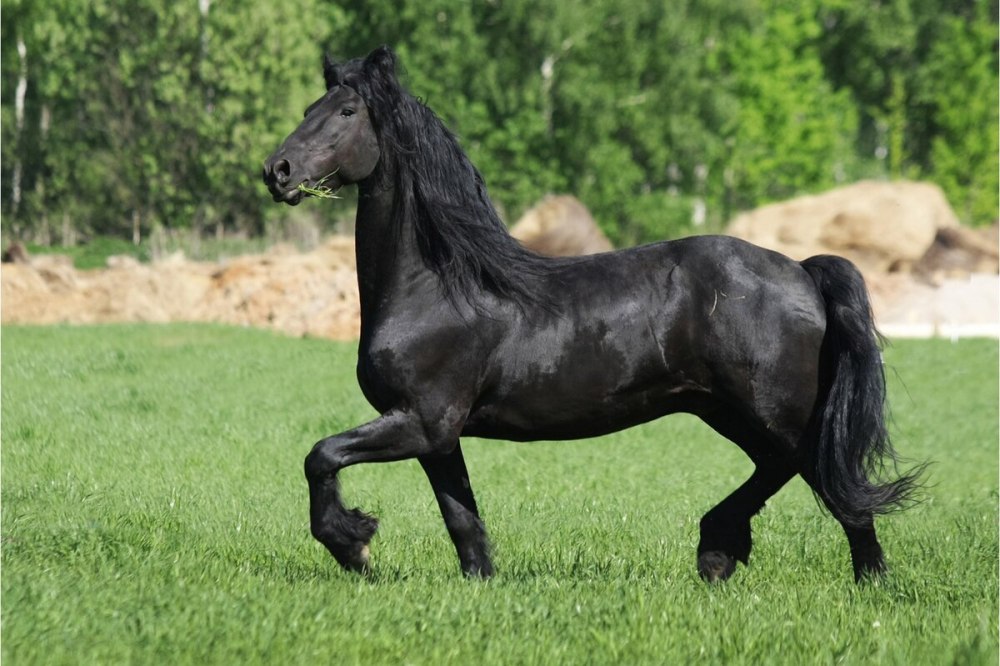 Караковая масть
