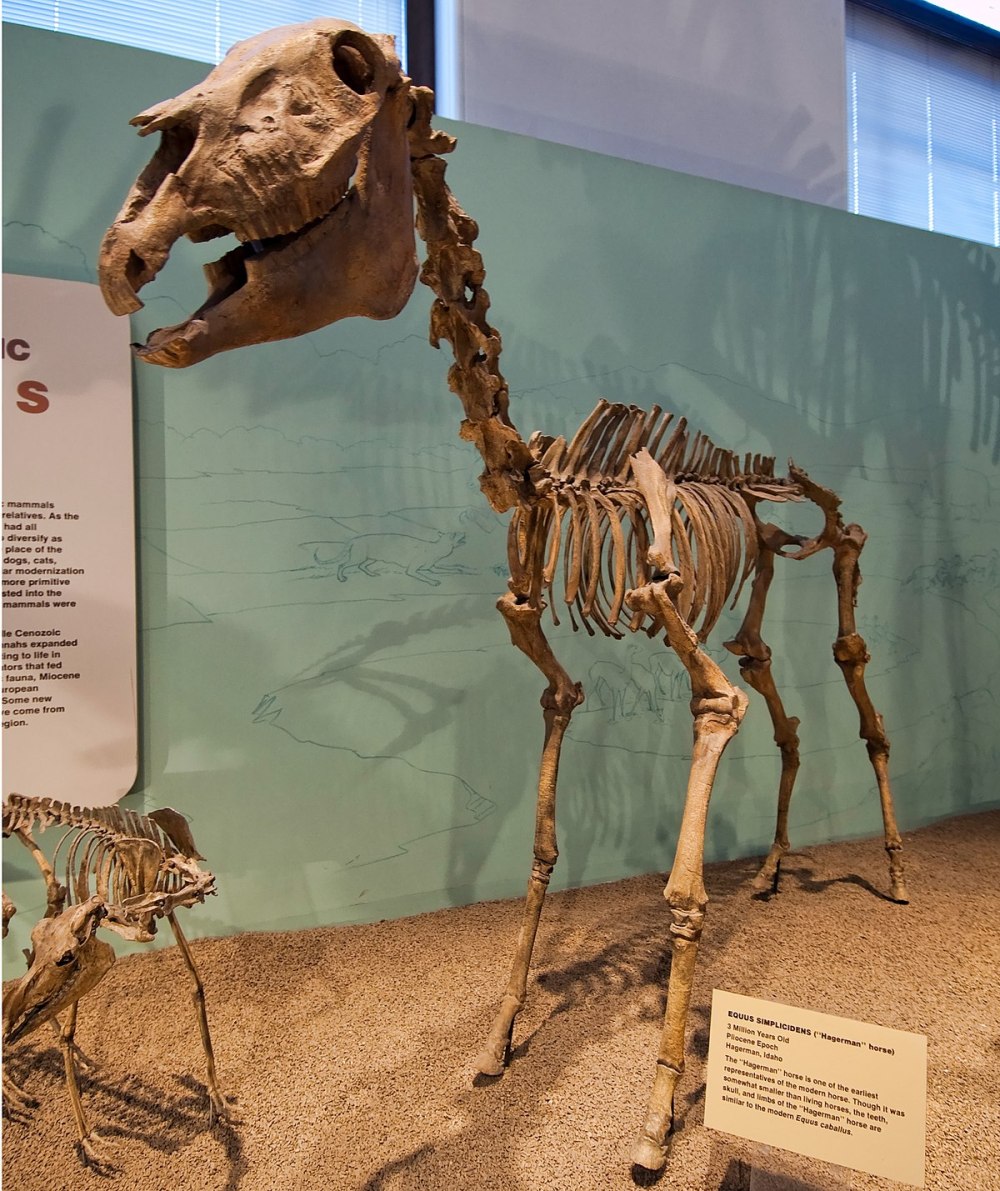 Hagerman Horse
