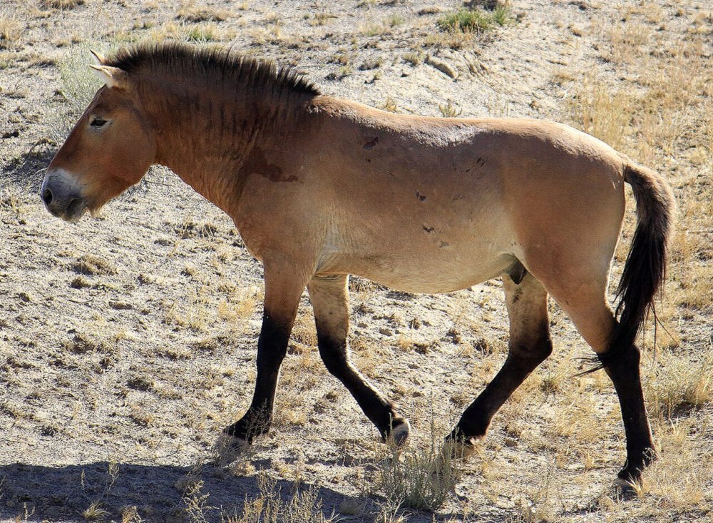 Equus przewalskii caballus